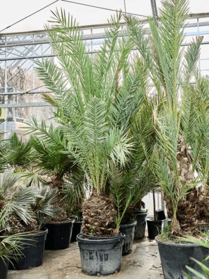 Phoenix Dactylifera D 75 H 440 cm - PlantenShop24 - 17-06-2025