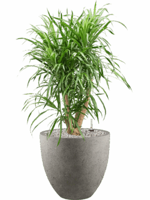 Pleomele Dracaena Anita In Grigio D 21 H 81 cm - PlantenShop24 - 17-06-2025