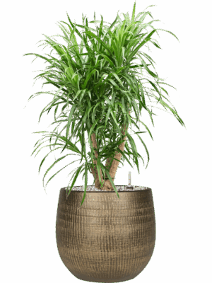 Pleomele Dracaena Anita In Ryan D 21 H 81 cm - PlantenShop24 - 28-06-2025