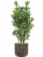 Pleomele Dracaena Reflexa In Baq Luxe Lite Universe D 34 H 154 cm - PlantenShop24 - 03-06-2025