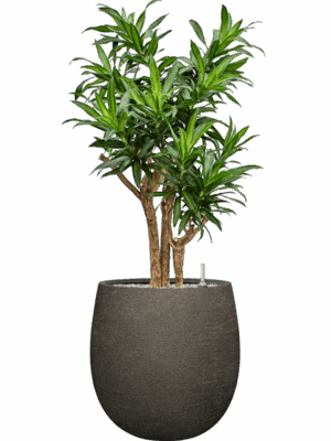 Pleomele Dracaena Reflexa Song Of Jamaica In Terreno D 27 H 113 cm - PlantenShop24 - 23-06-2025