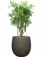 Pleomele Dracaena Reflexa Song Of Jamaica In Terreno D 30 H 115 cm - PlantenShop24 - 02-06-2025