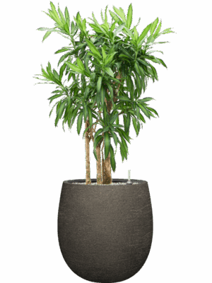 Pleomele Dracaena Reflexa Song Of Jamaica In Terreno D 30 H 115 cm - PlantenShop24 - 02-06-2025