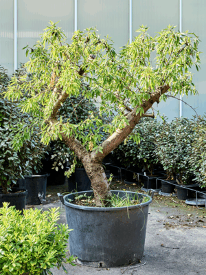 Prunus Dulcis D 80 H 200 cm - PlantenShop24 - 17-06-2025