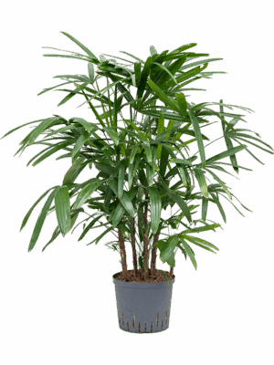 Rhapis Excelsa D 22 H 100 cm - PlantenShop24 - 25-06-2025