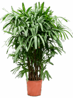 Rhapis Excelsa D 28 H 140 cm - PlantenShop24 - 18-06-2025