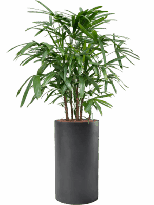 Rhapis Excelsa In Baq Basic D 22 H 130 cm - PlantenShop24 - 25-06-2025