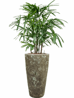 Rhapis Excelsa In Baq Lava D 22 H 141 cm - PlantenShop24 - 25-06-2025