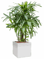 Rhapis Excelsa In Baq Line-Up D 25 H 163 cm - PlantenShop24 - 25-06-2025