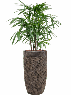 Rhapis Excelsa In Baq Luxe Lite Universe Layer D 22 H 145 cm - PlantenShop24 - 25-06-2025