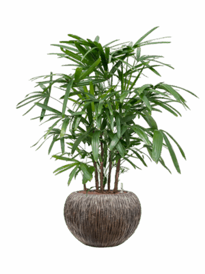 Rhapis Excelsa In Baq Luxe Lite Universe Waterfall D 22 H 102 cm - PlantenShop24 - 25-06-2025