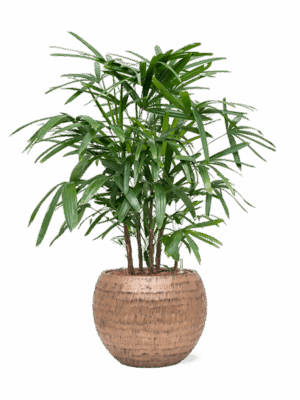 Rhapis Excelsa In Baq Opus Hammered D 22 H 107 cm - PlantenShop24 - 25-06-2025