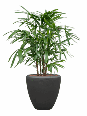 Rhapis Excelsa In Baq Polystone Plain D 22 H 115 cm - PlantenShop24 - 25-06-2025