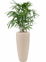 Rhapis Excelsa In Baq Polystone Plain D 22 H 145 cm - PlantenShop24 - 25-06-2025