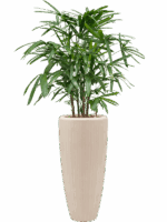 Rhapis Excelsa In Baq Polystone Plain D 22 H 145 cm - PlantenShop24 - 25-06-2025