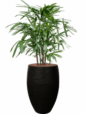 Rhapis Excelsa In Capi Nature Rib NL D 22 H 135 cm - PlantenShop24 - 25-06-2025