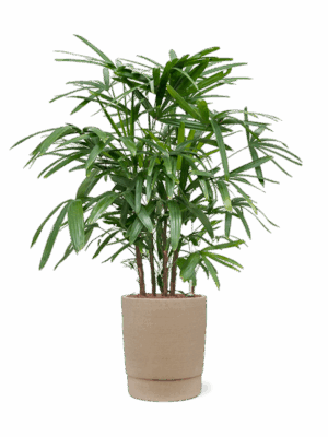 Rhapis Excelsa In Chao D 22 H 108 cm - PlantenShop24 - 25-06-2025