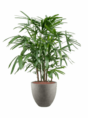 Rhapis Excelsa In Grigio D 22 H 131 cm - PlantenShop24 - 25-06-2025