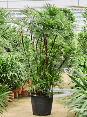 Rhapis Multifida D 55 H 250 cm - PlantenShop24 - 18-06-2025