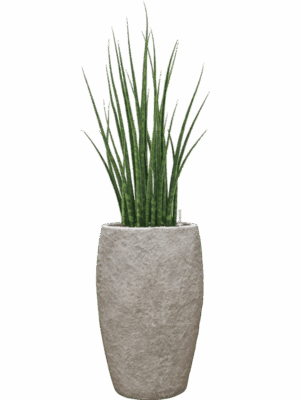 Sansevieria Cylindrica Fernwood Mikado In Coast Mountains D 19 H 92 cm - PlantenShop24 - 09-06-2025