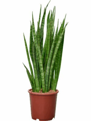 Sansevieria Kirkii D 17 H 60 cm - PlantenShop24 - 23-06-2025
