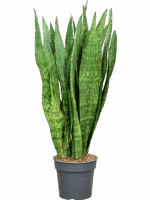 Sansevieria Sauvage D 30 H 120 cm - PlantenShop24 - 16-06-2025