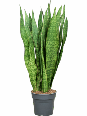 Sansevieria Sauvage D 30 H 120 cm - PlantenShop24 - 13-06-2025