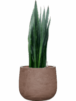 Sansevieria Trifasciata Black Tiger In Baq Algar D 22 H 82 cm - PlantenShop24 - 30-06-2025