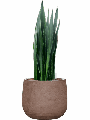 Sansevieria Trifasciata Black Tiger In Baq Algar D 22 H 82 cm - PlantenShop24 - 30-06-2025