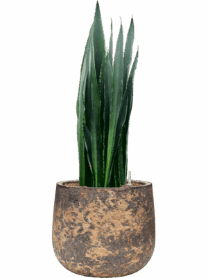 Sansevieria Trifasciata Black Tiger In Baq Atlas D 22 H 81 cm - PlantenShop24 - 30-06-2025