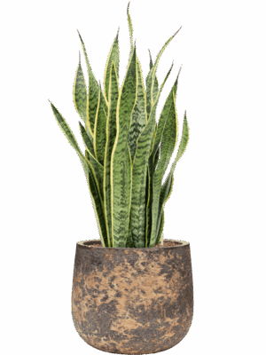 Sansevieria Trifasciata Laurentii In Baq Atlas D 18 H 88 cm - PlantenShop24 - 30-06-2025