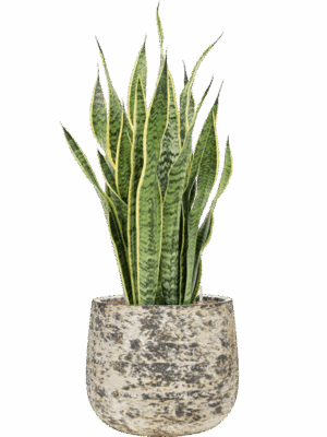 Sansevieria Trifasciata Laurentii In Baq Atlas D 18 H 88 cm - PlantenShop24 - 30-06-2025