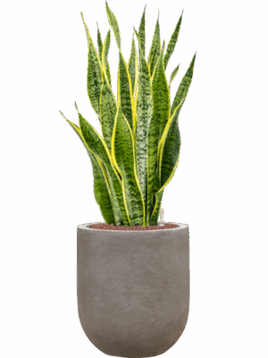 Sansevieria Trifasciata Laurentii In Baq Nucast D 22 H 91 cm - PlantenShop24 - 12-06-2025