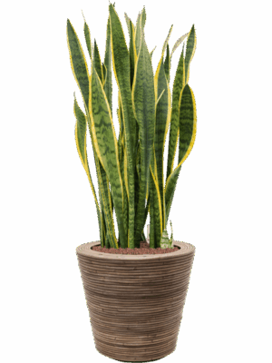 Sansevieria Trifasciata Laurentii In Drypot Rattan Stripe D 28 H 116 cm - PlantenShop24 - 23-06-2025