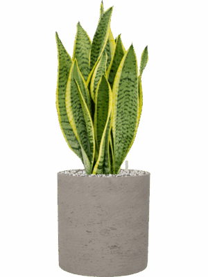 Sansevieria Trifasciata Laurentii In Rough D 14 H 51 cm - PlantenShop24 - 19-06-2025