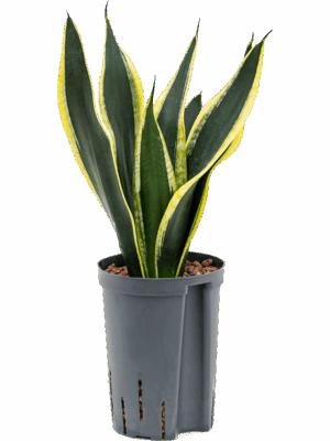 Sansevieria Trifasciata Super Flame D 15 H 50 cm - PlantenShop24 - 11-07-2025