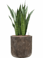 Sansevieria Zeylanica In Baq Luxe Lite Universe Waterfall D 22 H 95 cm - PlantenShop24 - 17-06-2025