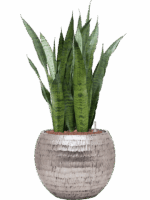 Sansevieria Zeylanica In Baq Opus Hammered D 22 H 89 cm - PlantenShop24 - 17-06-2025