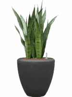 Sansevieria Zeylanica In Baq Polystone Plain D 22 H 97 cm - PlantenShop24 - 17-06-2025