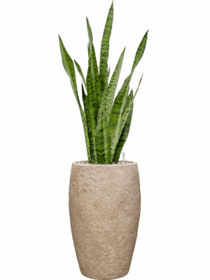 Sansevieria Zeylanica In Coast Mountains D 19 H 96 cm - PlantenShop24 - 09-06-2025