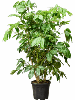 Schefflera Actinophylla Amate D 35 H 190 cm - PlantenShop24 - 19-06-2025