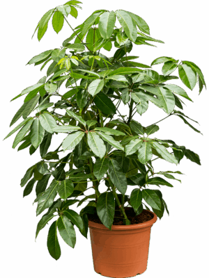 Schefflera Actinophylla Amate D 40 H 140 cm - PlantenShop24 - 12-06-2025