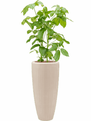 Schefflera Actinophylla Amate In Baq Polystone Plain D 22 H 147 cm - PlantenShop24 - 02-06-2025