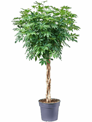 Schefflera Arboricola Compacta D 34 H 160 cm - PlantenShop24 - 03-06-2025