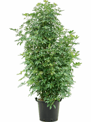 Schefflera Arboricola Compacta D 48 H 220 cm - PlantenShop24 - 04-06-2025