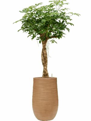 Schefflera Arboricola Compacta In Baq Dune D 22 H 151 cm - PlantenShop24 - 18-06-2025