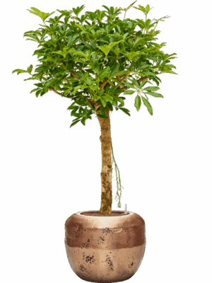 Schefflera Arboricola Compacta In Baq Opus Raw D 25 H 155 cm - PlantenShop24 - 12-06-2025