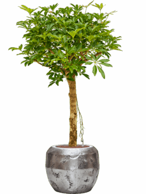 Schefflera Arboricola Compacta In Baq Opus Raw D 25 H 156 cm - PlantenShop24 - 12-06-2025