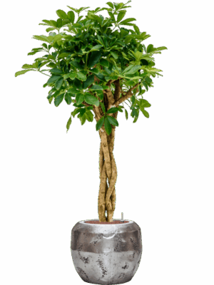 Schefflera Arboricola Compacta In Baq Opus Raw D 25 H 172 cm - PlantenShop24 - 18-06-2025