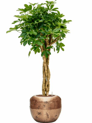 Schefflera Arboricola Compacta In Baq Opus Raw D 25 H 172 cm - PlantenShop24 - 18-06-2025